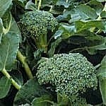 Broccoli - Calabrese - Green Sprouting - 400 seeds