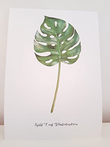 Botanical Leaves Prints (Split Leaf Philodendren A5)