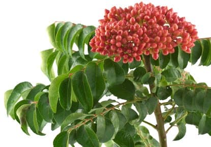 Murraya koenigii Curry Tree 100 fresh seeds