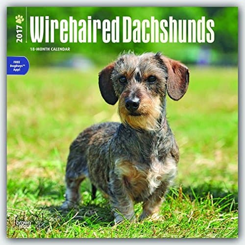 Dachshunds, Wirehaired 2017 Square Wall Calendar
