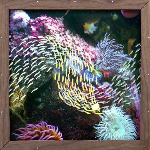 Mayville Dream [VINYL]