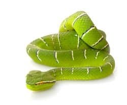 100% Syn-Ake Mimics B-Tox