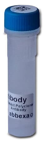 Human Immunoglobulin G4 Protein