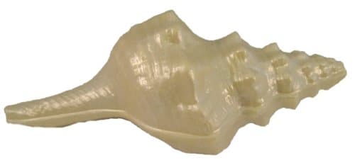 Large White Chocolate Conch Shell - Cake Topper - Shimmered