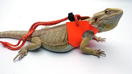 Ogle Lizard Leash, Limited Edition Fluorescent Orange