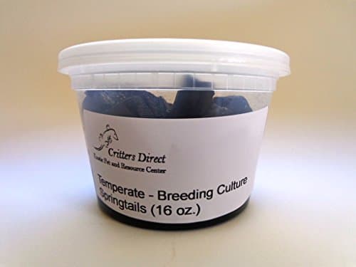 Live Springtails, Temperate: Large Breeding Culture