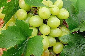 Shopvise Thompson Seedless Grape Vine
