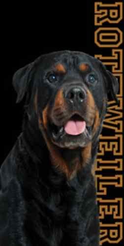 Rottweiler Dog Beach Towel