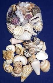 Hinterland Trading Sea Shells Mixed Beach Seashells W/net Bag 1lb 1/2" to 2" Shells 30+ Seashells