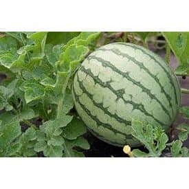 Native Organic Seeds - Water Melon - 5 gm