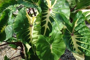 POND PLANT Taro, White Lava