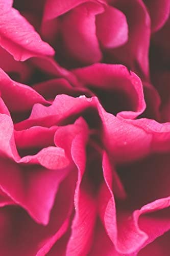 Microblading notebook: Pink rose notebook: For sketches, practice and notes