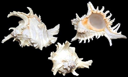 Pacific Murex Ramosus SeaShells 4" to 5"