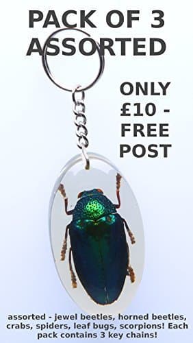 3 x Real Insect Key Ring / Bug KeyChain, Insect Resin, Insects, Beetles, Spiders, Bugs in Acrylic, Taxidermy by Natural History Curiosities