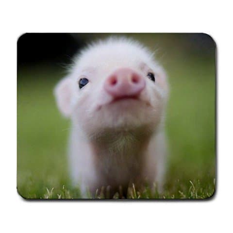 Cute Piglet Close up Mouse Pad