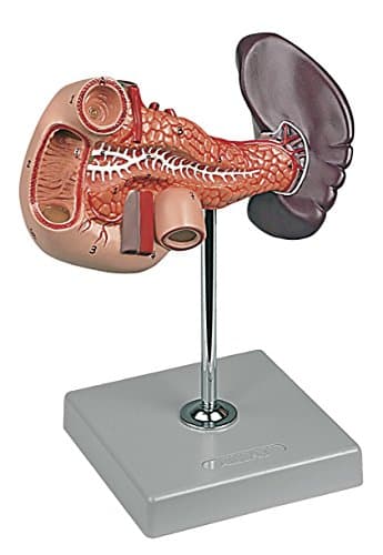 Altay Pancreas, Duodenum and Spleen Model