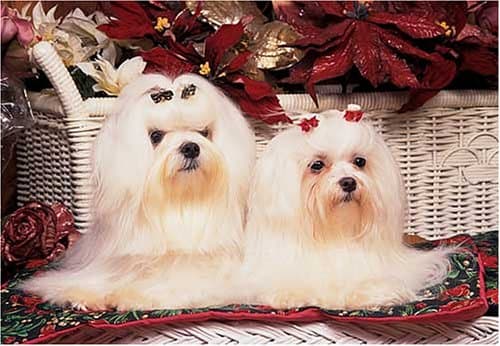 Maltese 300 Piece Jigsaw Puzzle