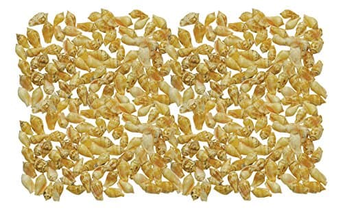 Quality Selected Seashells - Approx 240 pcs shells - Mutable Conch (Pink)/Strombus Mutablis for Seashell Vases, Seashell Boxes, Seashell Frames, Seashell Jewelry Making & Mini Garden Miniature