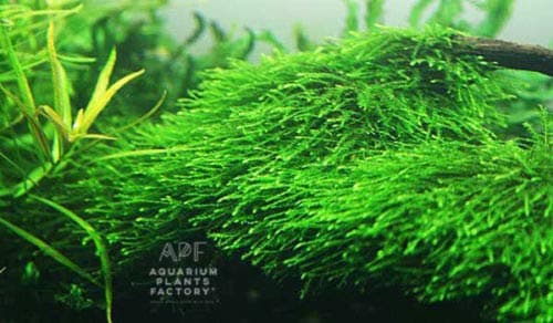 Java Moss Vesicularia Golf Ball Aquarium APF Live Aquatic Plants BUY2GET1FREE