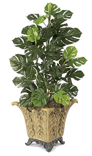 Autograph Foliages P-3454 4 ft. Split Leaf Philodendron Bush, Green