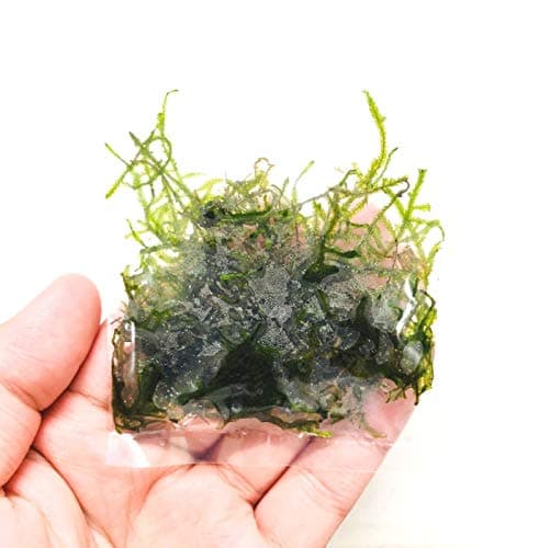 Hyperbrand Java Moss Vesicularia Golf Ball Aquarium Live Aquatic Plants
