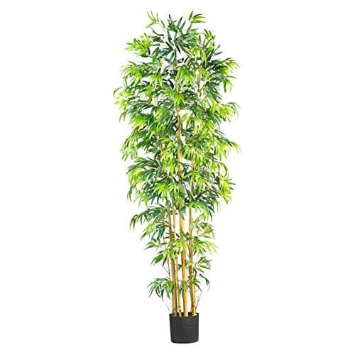 Multi Bambusa Bamboo Silk Tree - 7 Feet Tall