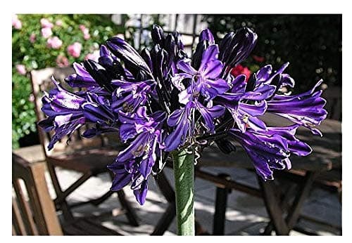 Agapanthus Black Pantha