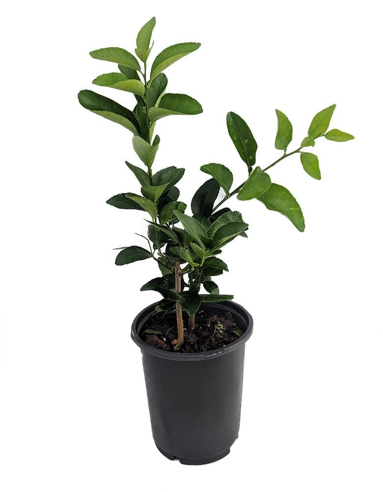 1 Everbearing Persian Lime Tree - 6" Pot