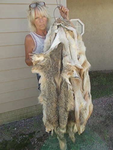 Soft Tanned SEMI UGLY Coyote