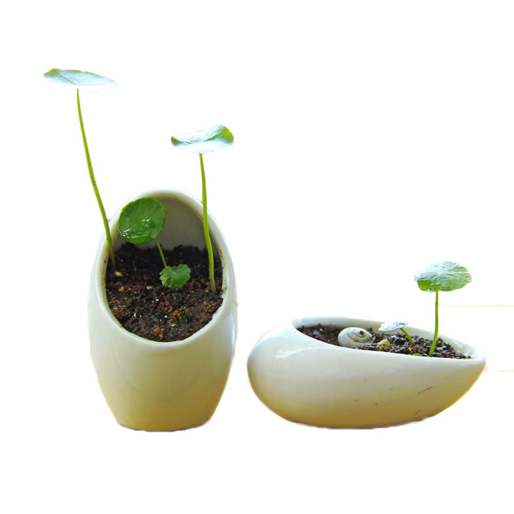 Grass language floral small plant pots white ceramic