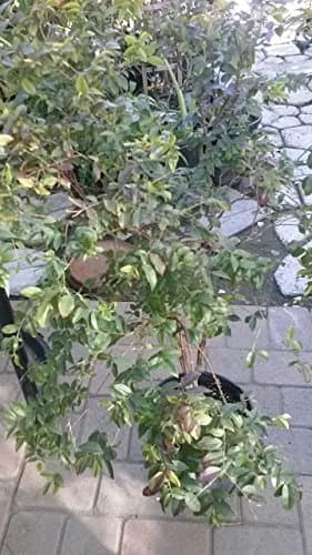 ~Jaboticaba~ Myrciaria cauliflora fruit tree