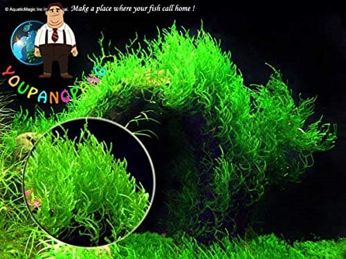 Homely 50Pcs A Bag Rare Aquarium Seed En Java Moss Grass Seeds Raros Gifts Seeds Aquario Fish Tank Aquatic Seed Seeds Home Garden: 2