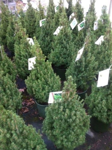 Dwarf Alberta Spruce (Picea glauca 'Conica')