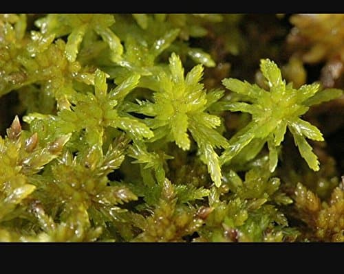 Sphagnum Moss Carnivorous Plant Starter Kit!