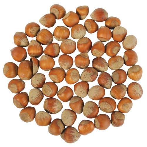 In Shell Filbert Nuts Treat 1 Lb