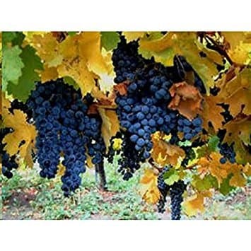 12 Seeds Vitis vinifera (Common Grape Vine)