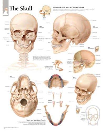 Laminated The Human Skull Educational Chart Poster Laminated Poster 22 x 28in with Poster Hanger