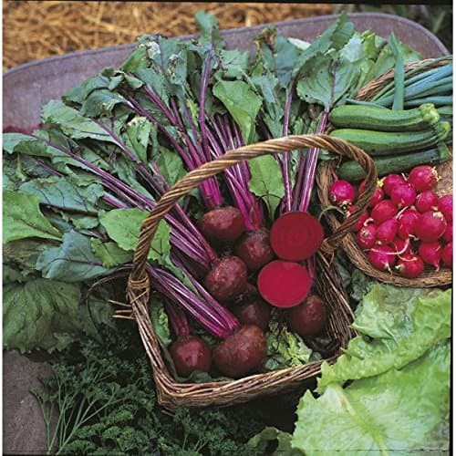 Kings Seeds - Beetroot Boltardy - 275 Seeds