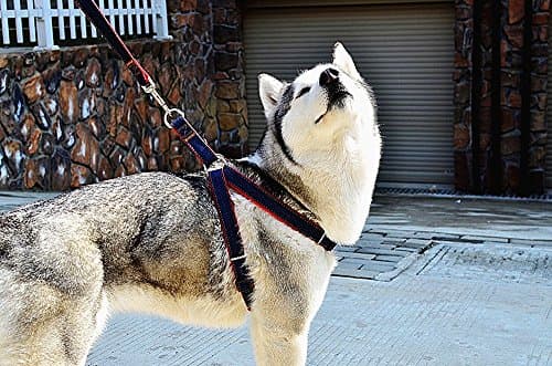 NEO Home No-Pull Dog Leash Harness, Adjustable Heavy Duty Denim Top Quality Leash Collar for Large/Medium/Small/Extra-Small Pet Perfect Lightweight Training &amp; Walking!