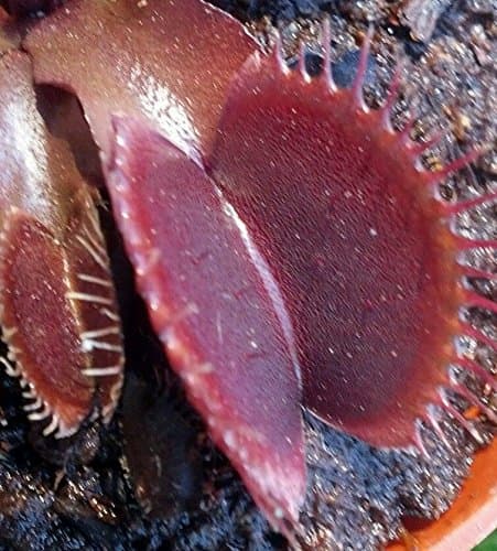 Dionaea Muscipula "Red Dragon" 'Akai Ryu' Venus Flytrap Carnivorous Live Potted.