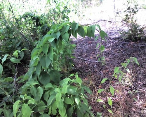10 American Bittersweet (Celastrus scandens) 1-2'