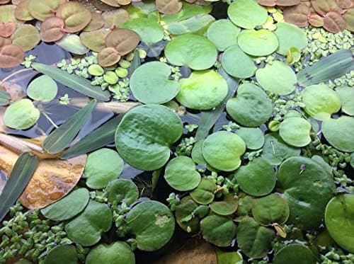 Amazon Frogbit 4+Floating Live Aquarium/Pond Plants