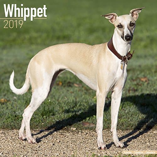 Whippet Calendar 2019 (Square)