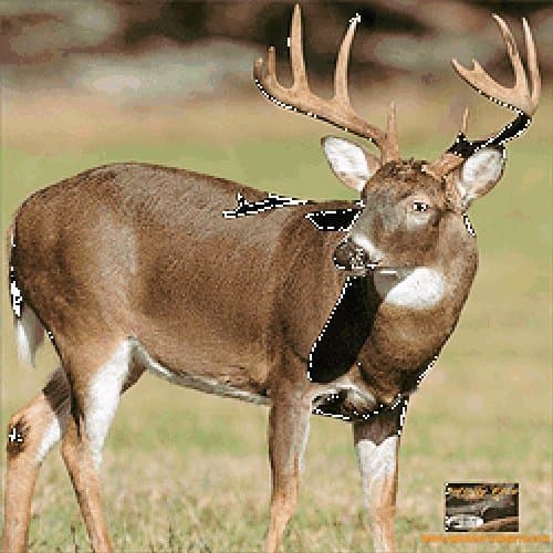 Infinity Target Face Deer 32x32