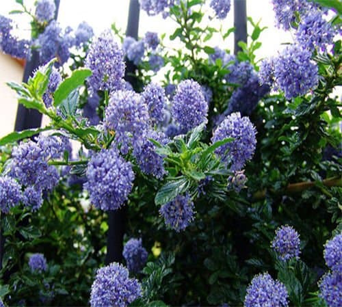 30 Deerbrush Ceanothus (Ceanothus integerrimus) seeds Fragrant/Tree CombSH