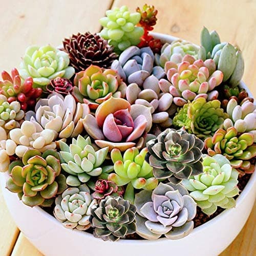 7-Pack Succulent Plants, 2" Assorted Echeveria Rosettes Mini Succulents - Perfect for Fariy Gardening Home Décor