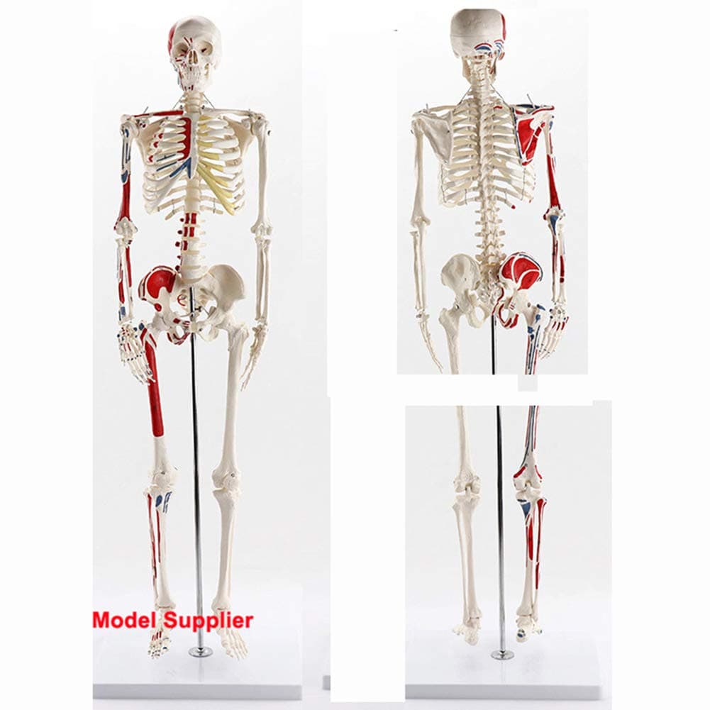 Human bones model, muscle start and end points with digital logo 85CM,Flexible bones allow doctors to better communicate with patients