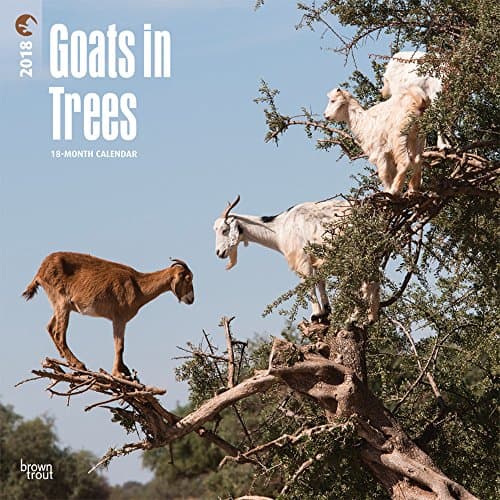 Goats in Trees 2018 Wall Calendar