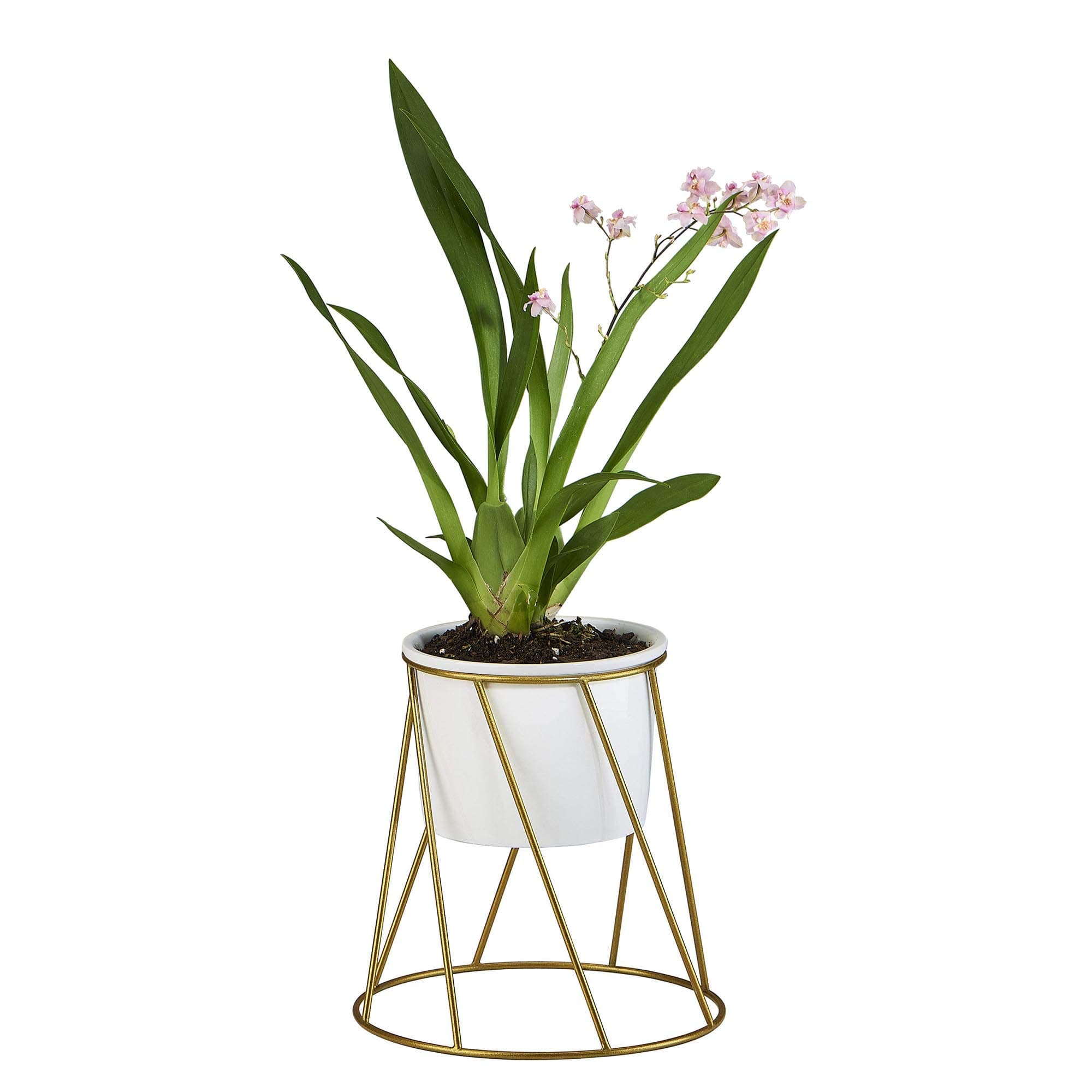 FLOWERPLUS Planter Pot Indoor, 4.33 Inch White Ceramic Medium Succulent Cactus Flower Plant Round Bowl with Metal Stand Holder and Plants Sign for Indoors Outdoor Home Garden Kitchen Decor (Golden)