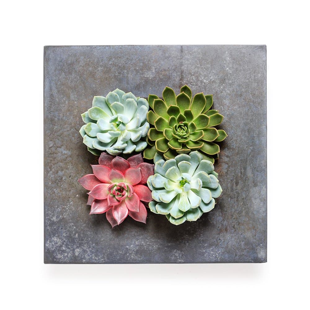 INDOOR PLANT - QUAD LIVING WALL - EMPTY FRAME also available fully assembled with live succulent plants. Our exclusive wall art planters create stunning and unique living art for home, office, events, interior design schemes. L36cm x H36cm x W9cm Lightweight Zinc Frame High quality designer indoor plants from The Urban Botanist (Empty - frame only)